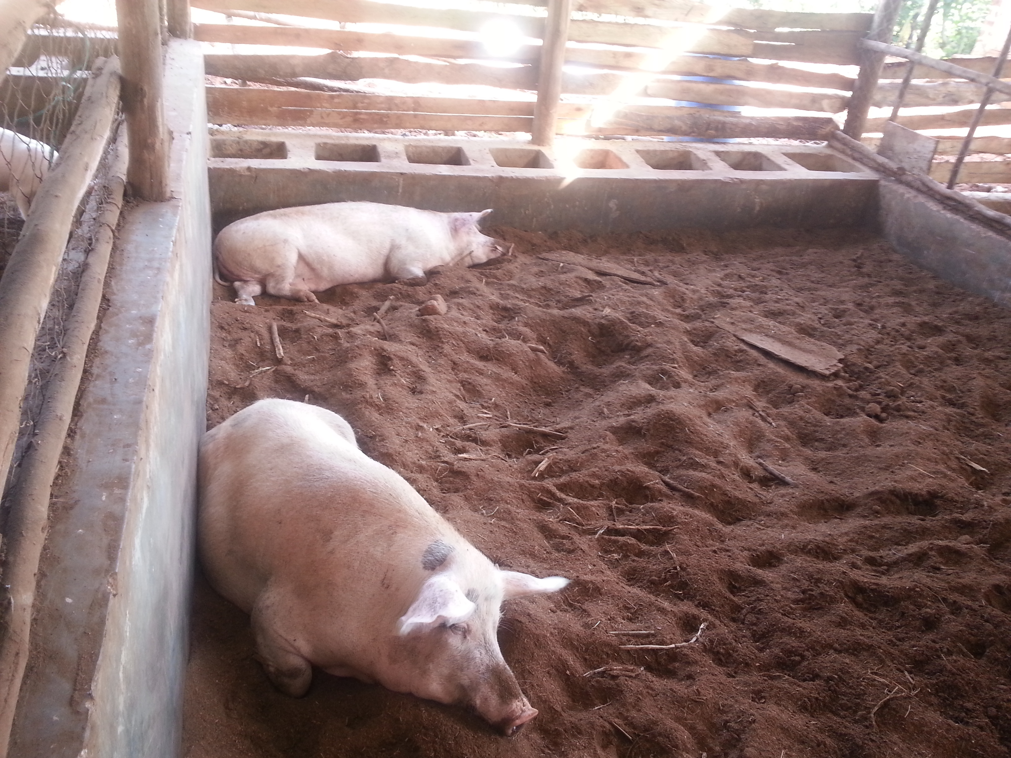 Business plan for pig farming in uganda picture